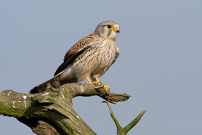 BUITEN BEELD Foto: 29685