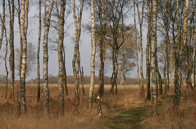 BUITEN BEELD Foto: 29690