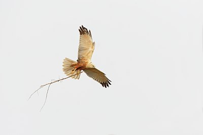 BUITEN BEELD Foto: 29704