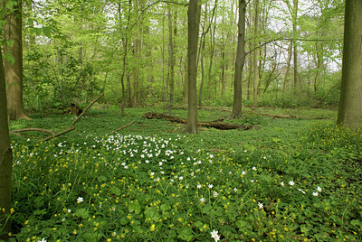 BUITEN BEELD Foto: 29744