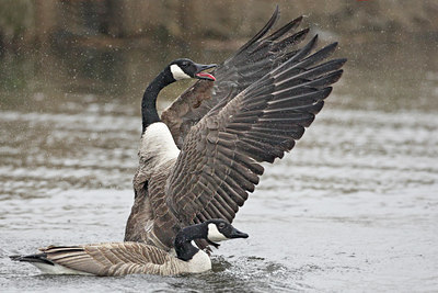 BUITEN BEELD Foto: 29747