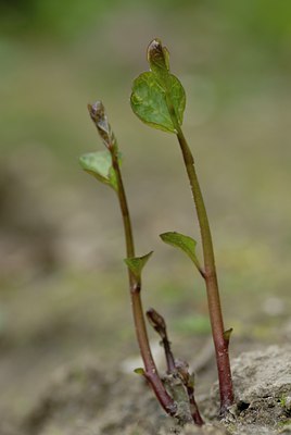 BUITEN BEELD Foto: 29778