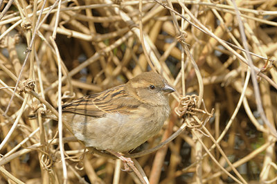 BUITEN BEELD Foto: 29782