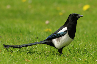 BUITEN BEELD Foto: 29783