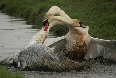 BUITEN BEELD Foto: 29785