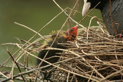 BUITEN BEELD Foto: 29787