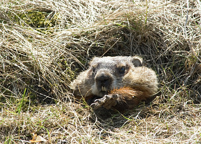 BUITEN BEELD Foto: 29798