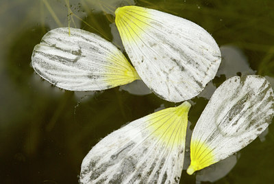 BUITEN BEELD Foto: 29811