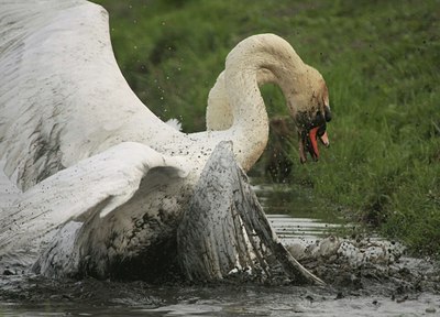 BUITEN BEELD Foto: 29815