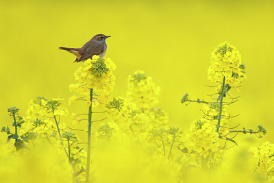 BUITEN BEELD Foto: 29831