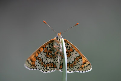BUITEN BEELD Foto: 29852