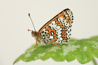 BUITEN BEELD Foto: 29855