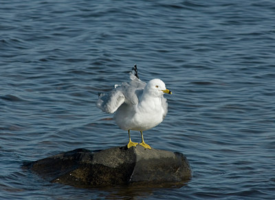 BUITEN BEELD Foto: 29862