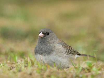 BUITEN BEELD Foto: 29865