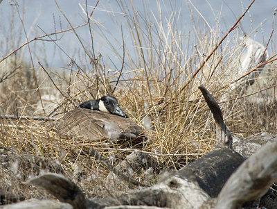 BUITEN BEELD Foto: 29866