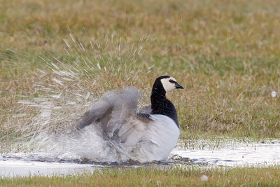 BUITEN BEELD Foto: 29887