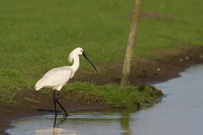 BUITEN BEELD Foto: 29921