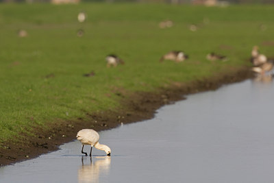 BUITEN BEELD Foto: 29922