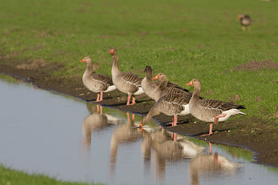 BUITEN BEELD Foto: 29923