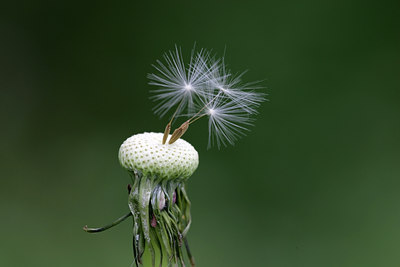 BUITEN BEELD Foto: 29935