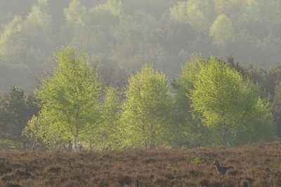 BUITEN BEELD Foto: 29979