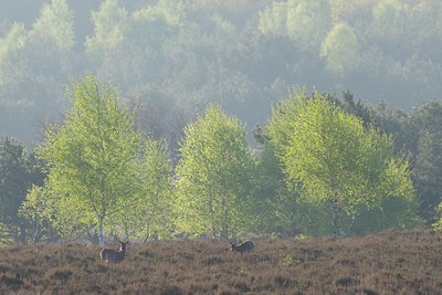 BUITEN BEELD Foto: 29980