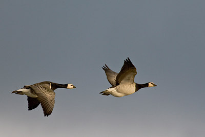 BUITEN BEELD Foto: 29985