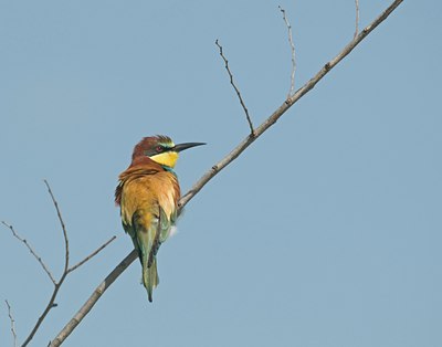 BUITEN BEELD Foto: 29998