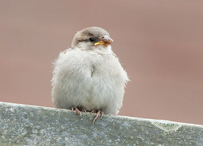 BUITEN BEELD Foto: 299227