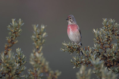 BUITEN BEELD Foto: 299240
