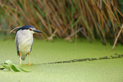 BUITEN BEELD Foto: 299242