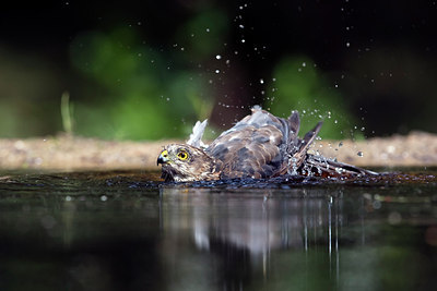 BUITEN BEELD Foto: 299269
