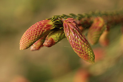 BUITEN BEELD Foto: 299274