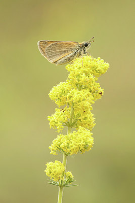 BUITEN BEELD Foto: 299313