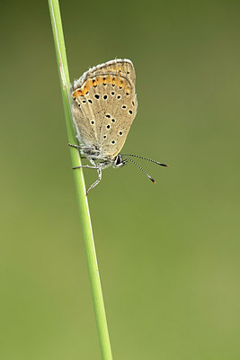 BUITEN BEELD Foto: 299316