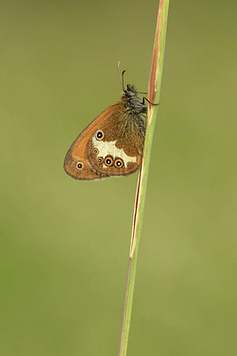 BUITEN BEELD Foto: 299326