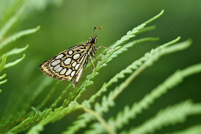 BUITEN BEELD Foto: 299334