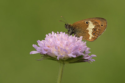 BUITEN BEELD Foto: 299336