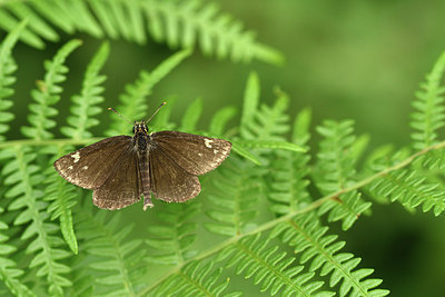 BUITEN BEELD Foto: 299338