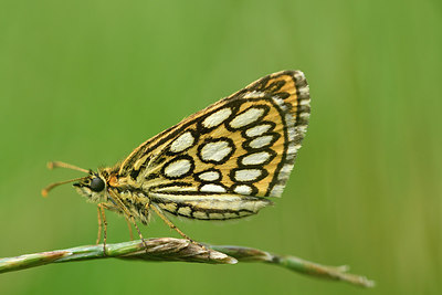 BUITEN BEELD Foto: 299339