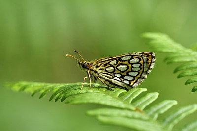 BUITEN BEELD Foto: 299343
