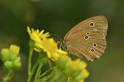 BUITEN BEELD Foto: 299348