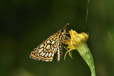 BUITEN BEELD Foto: 299349