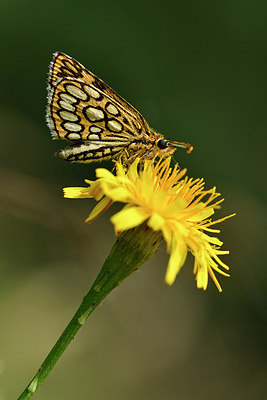 BUITEN BEELD Foto: 299350