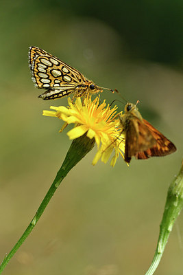 BUITEN BEELD Foto: 299351