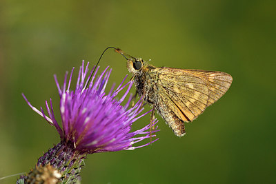 BUITEN BEELD Foto: 299352