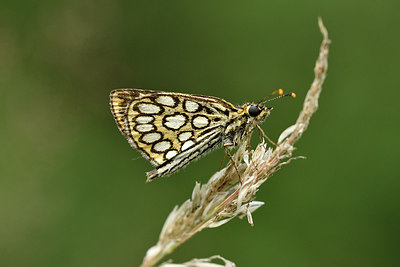 BUITEN BEELD Foto: 299354
