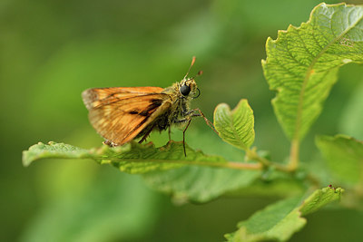 BUITEN BEELD Foto: 299355