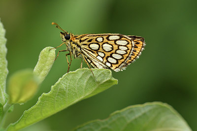 BUITEN BEELD Foto: 299356