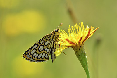 BUITEN BEELD Foto: 299361